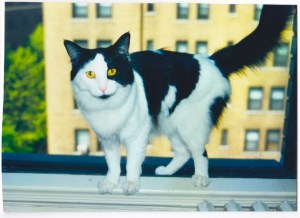 A photo I took of Roogie when he came to visit with me for 2 weeks in the summer of 2000.