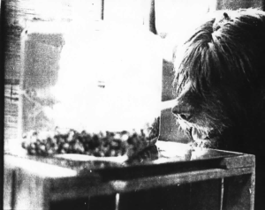 Beaver the dog (far right). Goldfish (left).