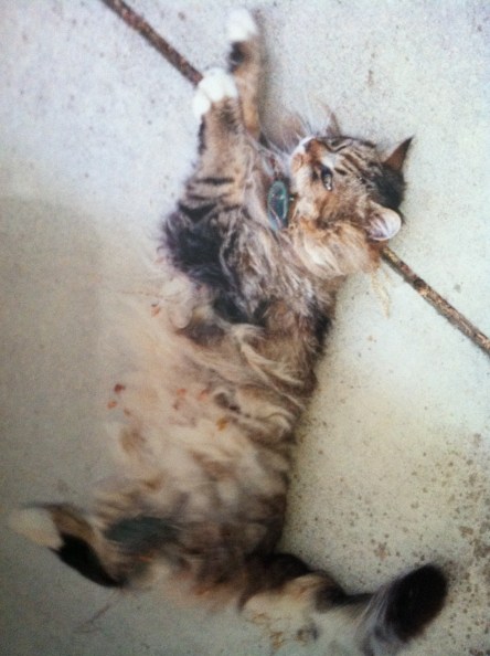 Hugo, the author's cat.