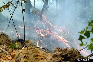 USDA Forest Service Southern Region Station Archive, Bugwood.org.