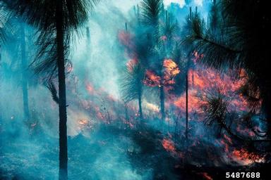 USDA Forest Service Southern Region Station Archive, Bugwood.org.