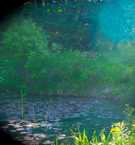 Image by Amanda Ann Klein