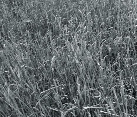 Image by Amanda Ann Klein