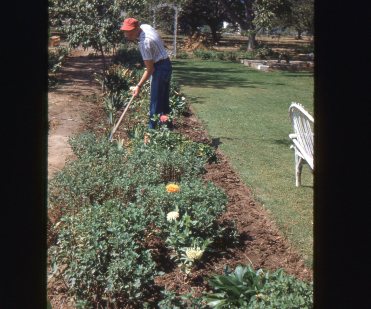 The author tending his farm, 1951.